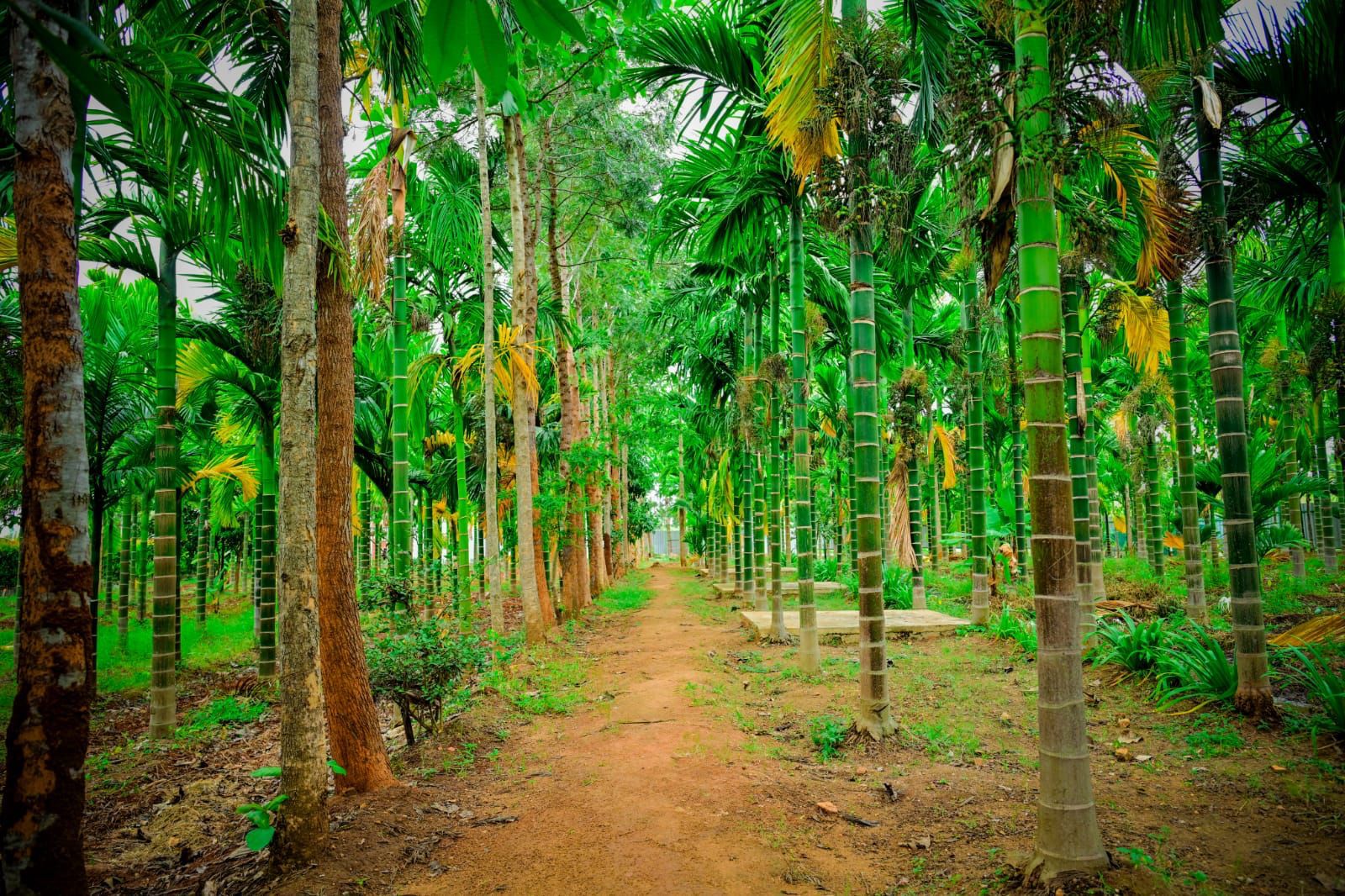 Areca plantation at Farmland Homestay